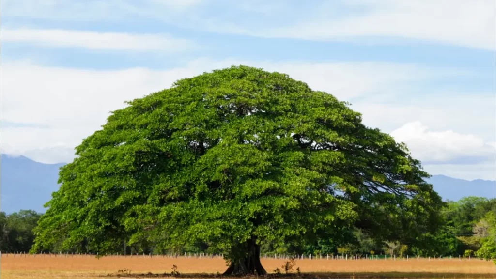 best time to visit Guanacaste Costa Rica